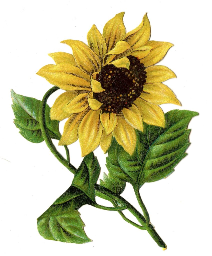 10 Sunflower Images Beautiful Pictures The Graphics Fairy