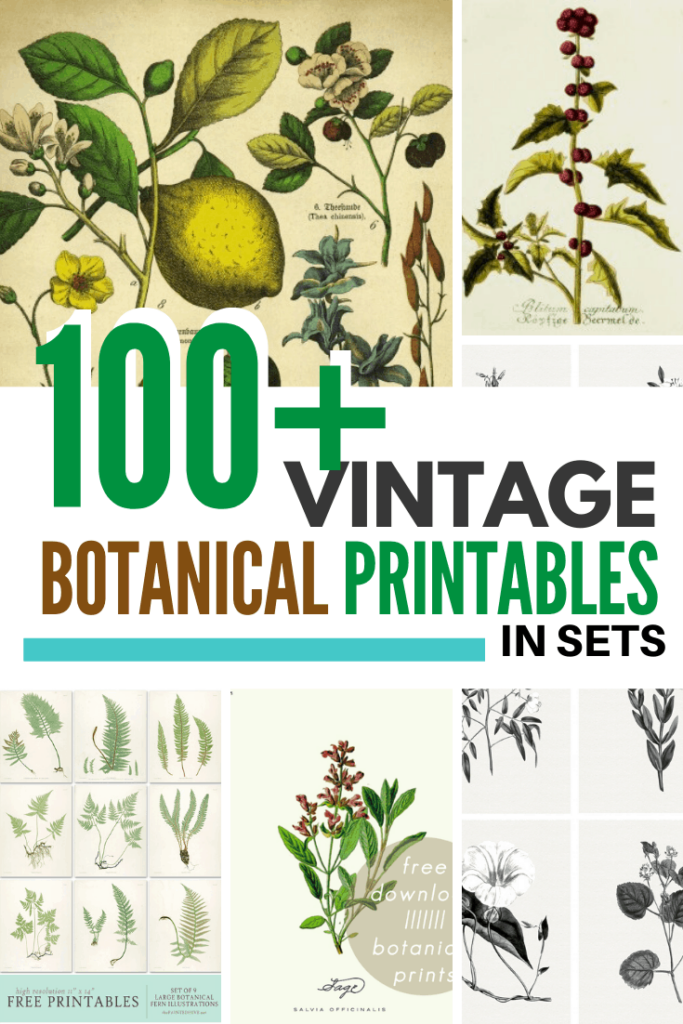 100 Botanical Prints Free Printables In Sets