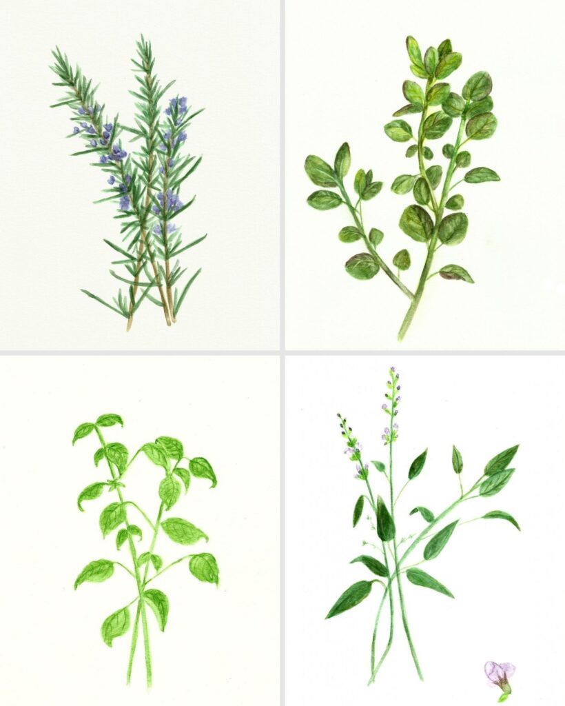 9 Pictures Of Herbs Botanical Printables Watercolor Herbs Herb Prints