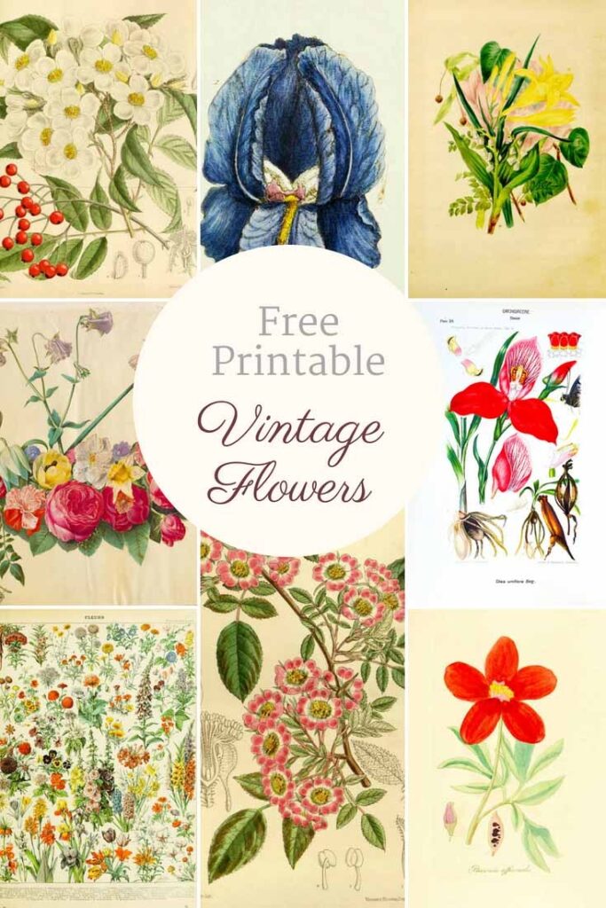 Beautiful Free Vintage Flower Pictures To Download Picture Box Blue