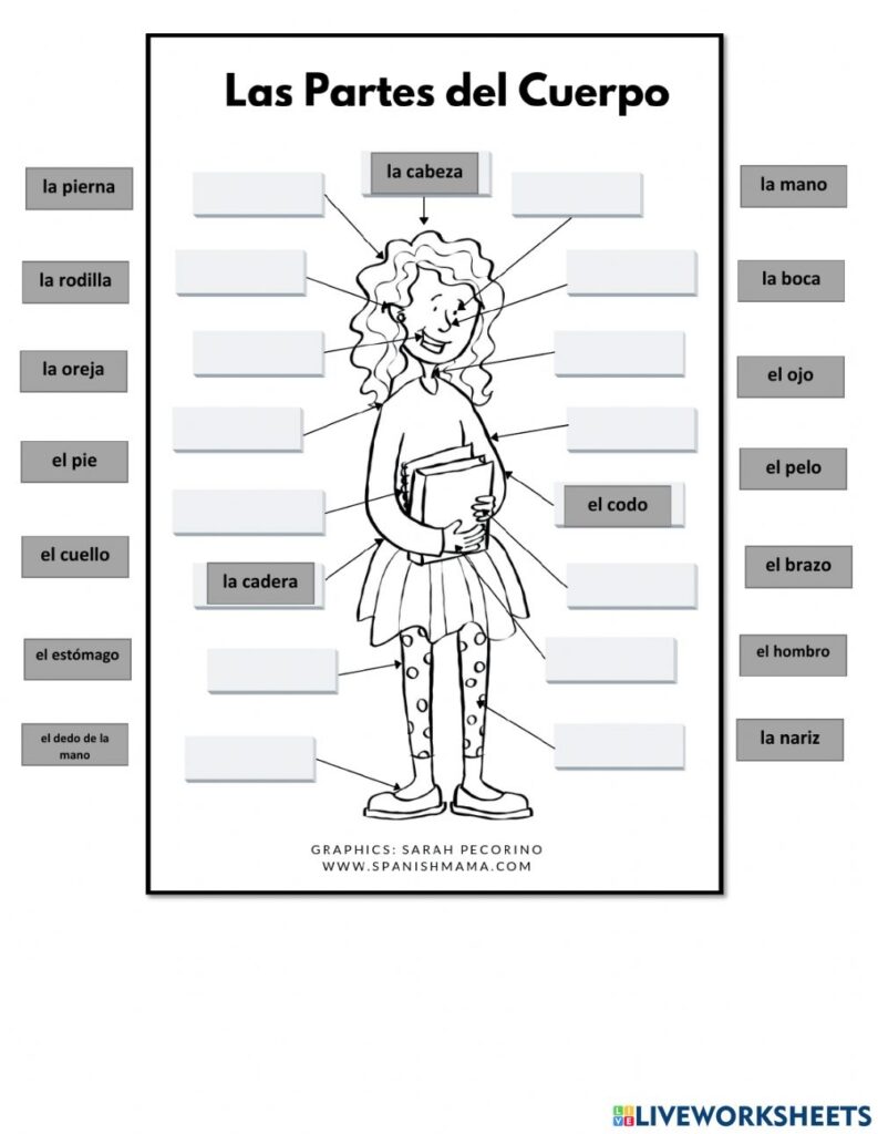 Body Parts Spanish Worksheet