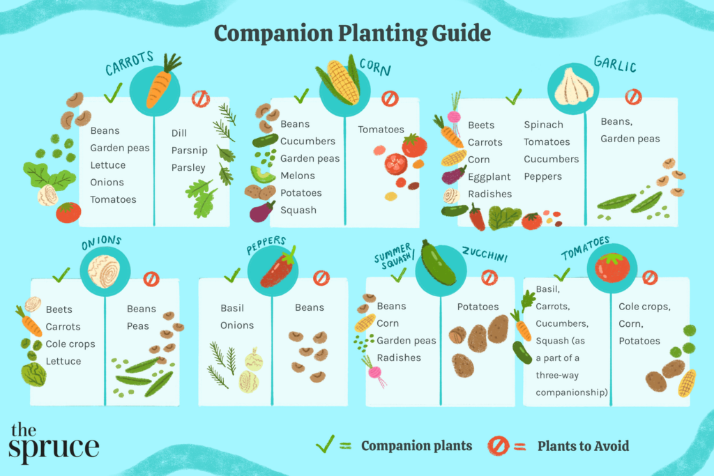 Free Printable Printable Companion Planting Chart