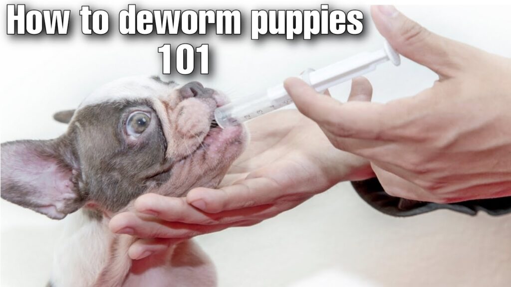 Deworming Puppies 101 K9 Supply