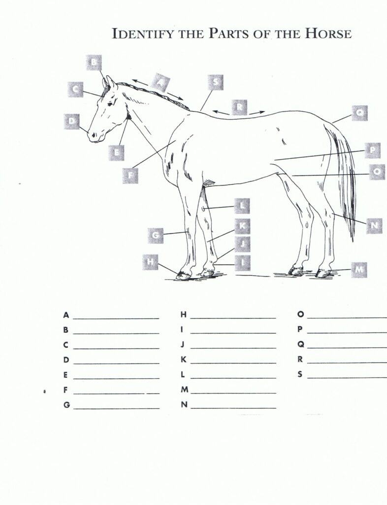 Free Printable Horse Worksheets RED OAK RIDER Program Horse Anatomy Kids Worksheets Printables Horse Lessons