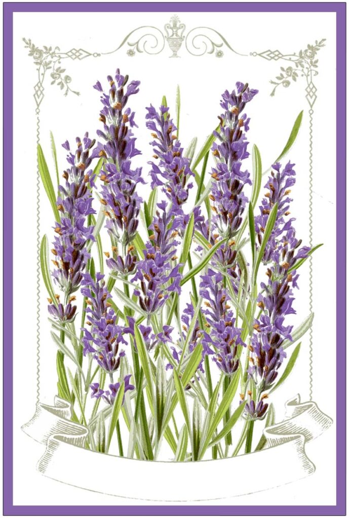 Free Printable Lavender Labels And Stickers The Graphics Fairy