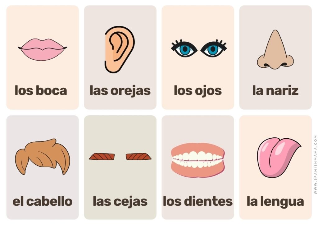 Free Printable Spanish Vocabulary Flashcards