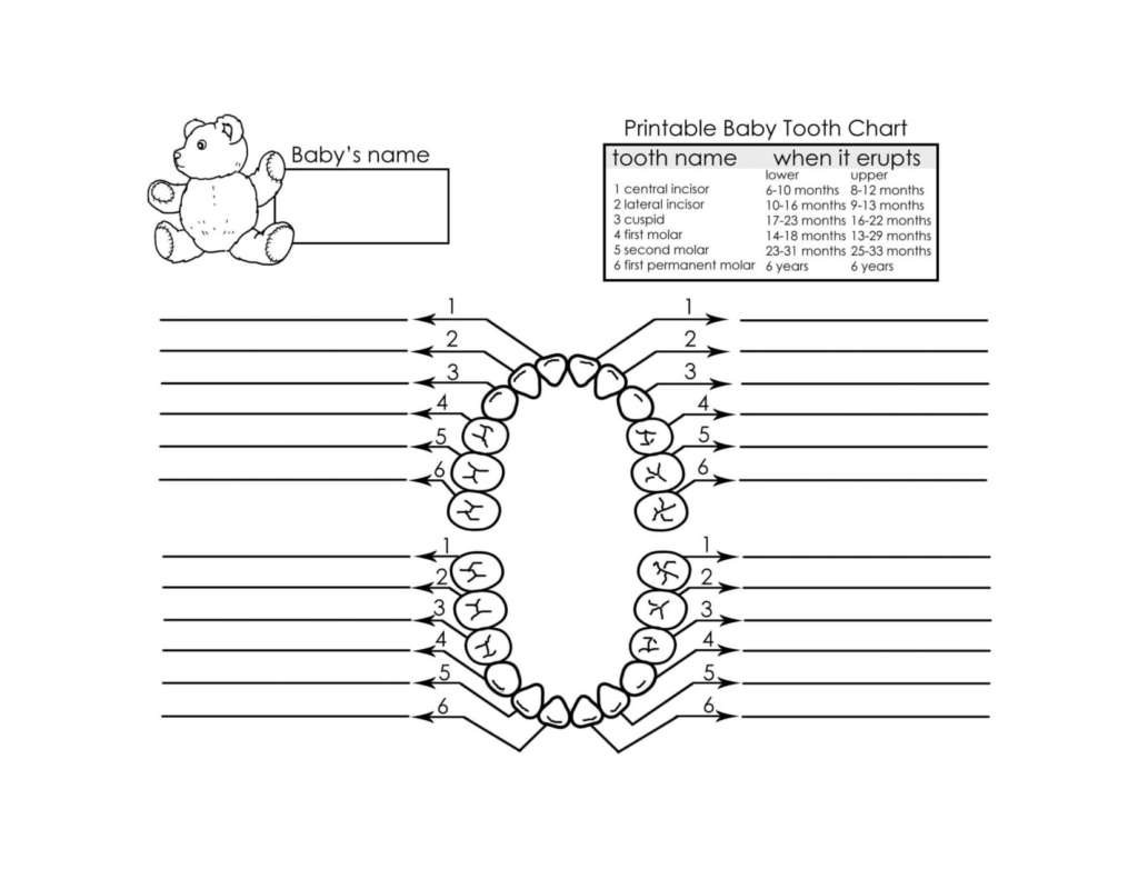 Printable Baby Tooth Chart Baby Tooth Chart Tooth Chart Baby Tooth Chart Dental Charting