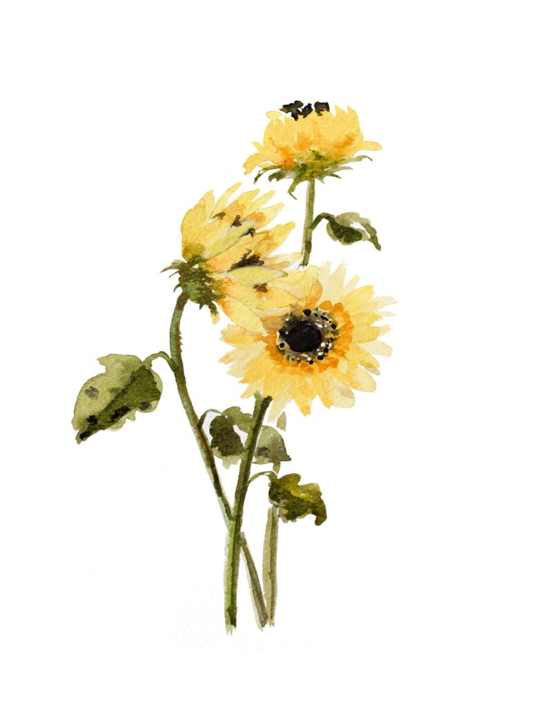 Free Printable Sunflower Pictures