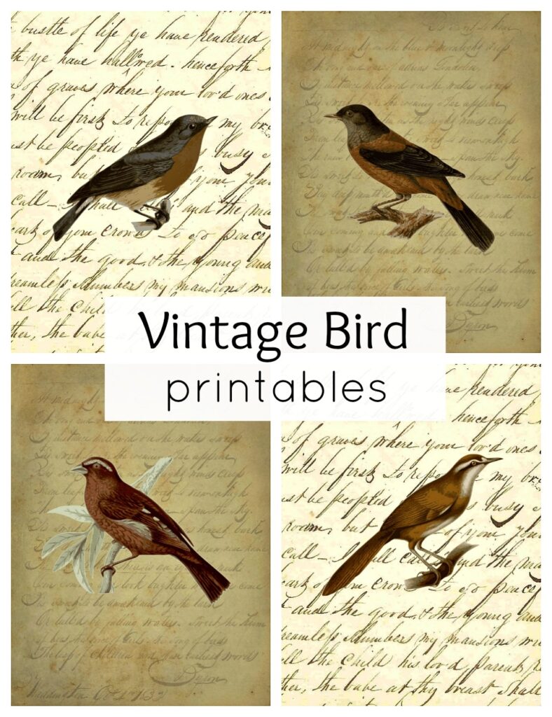 Free Printable Bird Pictures