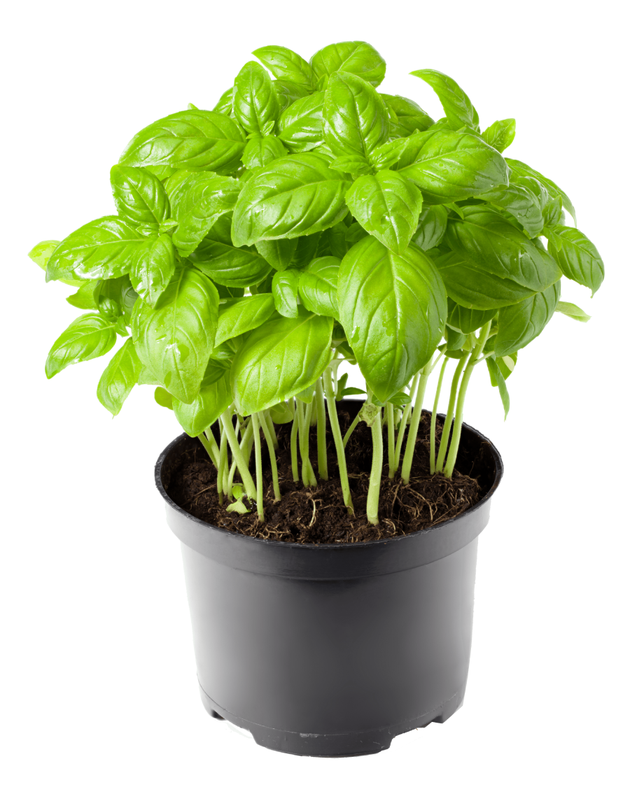 Picture Of A Basil Plant - Free Printable Templates