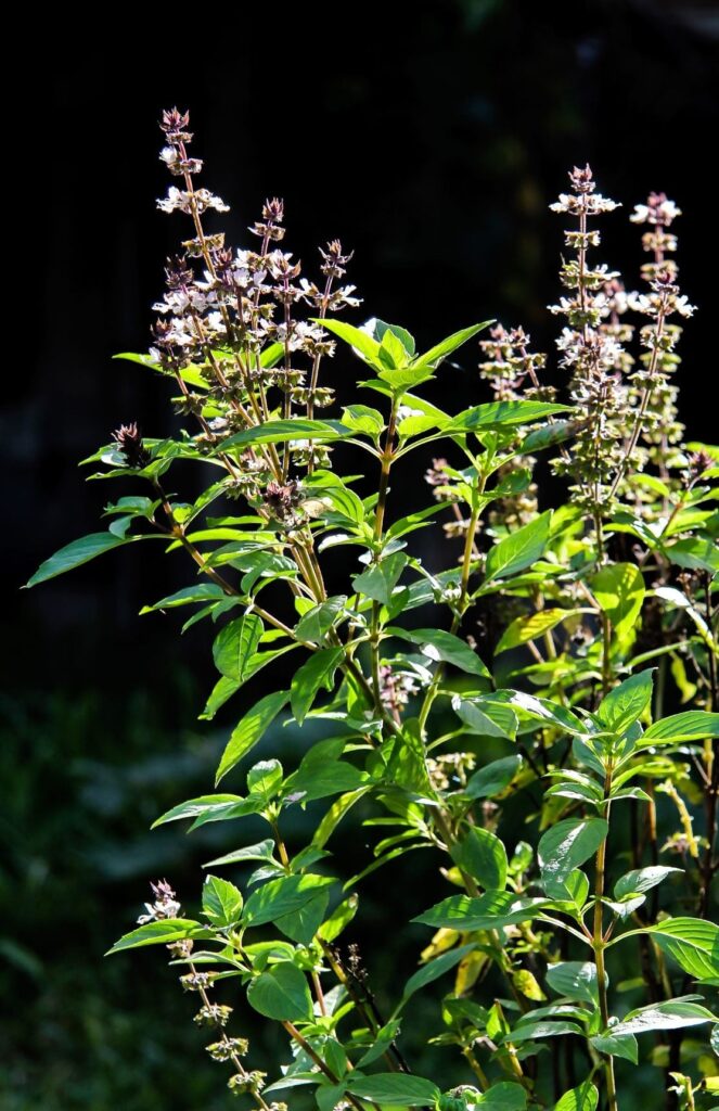 Bitter Basil Plants Reasons For Basil Going Bitter Gardening Know How