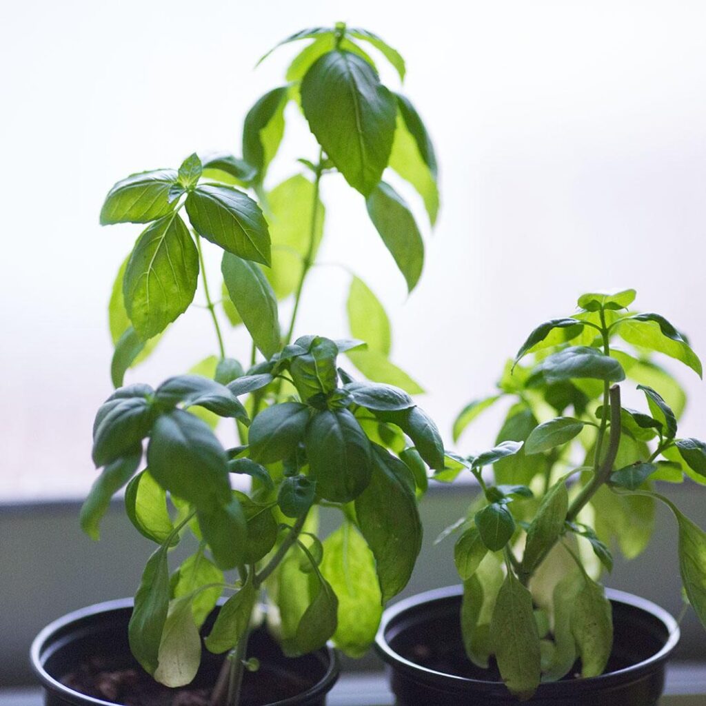 Why Is My Basil Bitter Those Are New Plants And No Where Near Flowering Yet The Leaves Taste Bitter I Am Growing Them Indoor Next To A Window Because The Outdoor Is